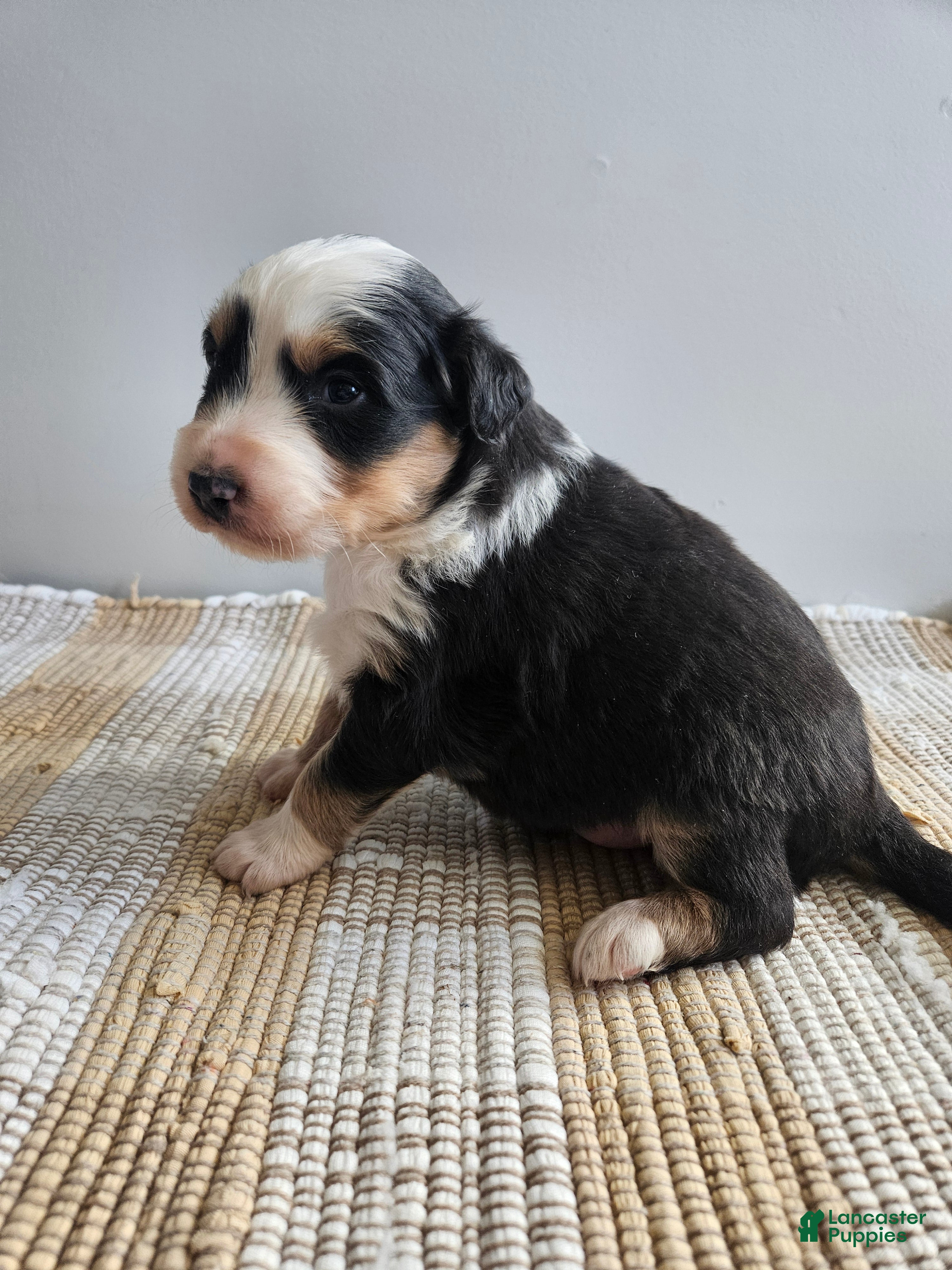 Australian Shepherd dogs Cruz - Ad 27