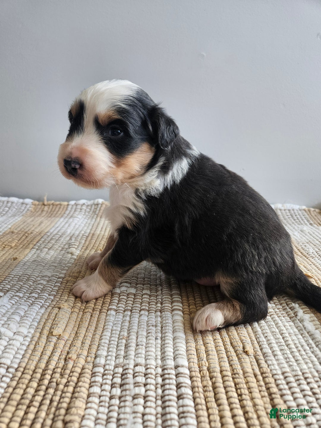 Australian Shepherd dogs for sale: Cruz - Ad 1