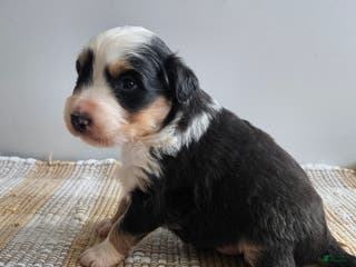 Australian Shepherd dogs Cruz - Ad 42