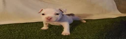 American Bully dogs for sale: American Bully 4 - Ad 8