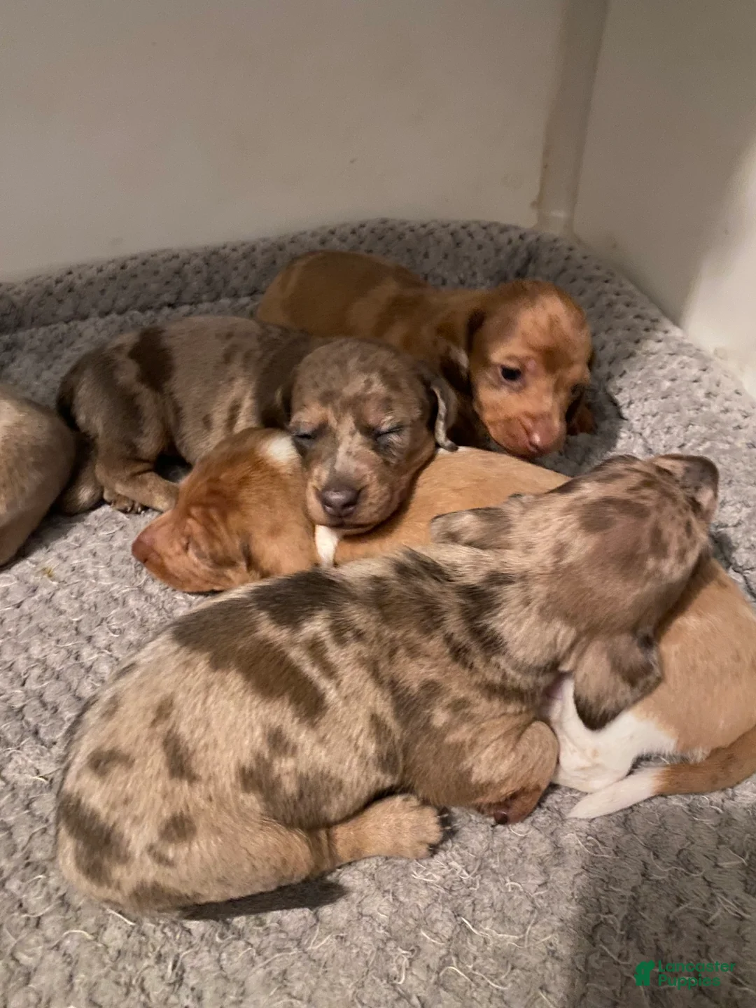 Miniature Dachshund dogs for sale: Ginger - Ad 3