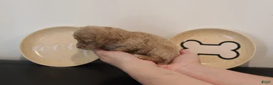 Cream Female
