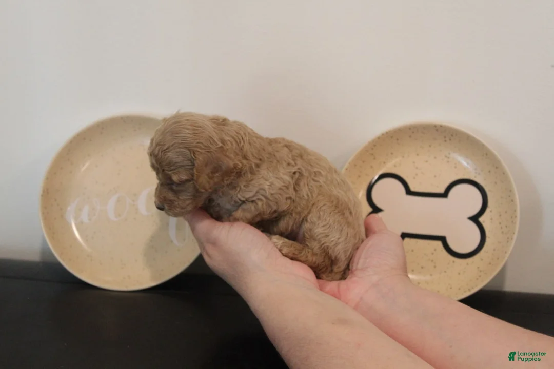 Mixed Breed dogs for sale: Cream Female - Ad 1