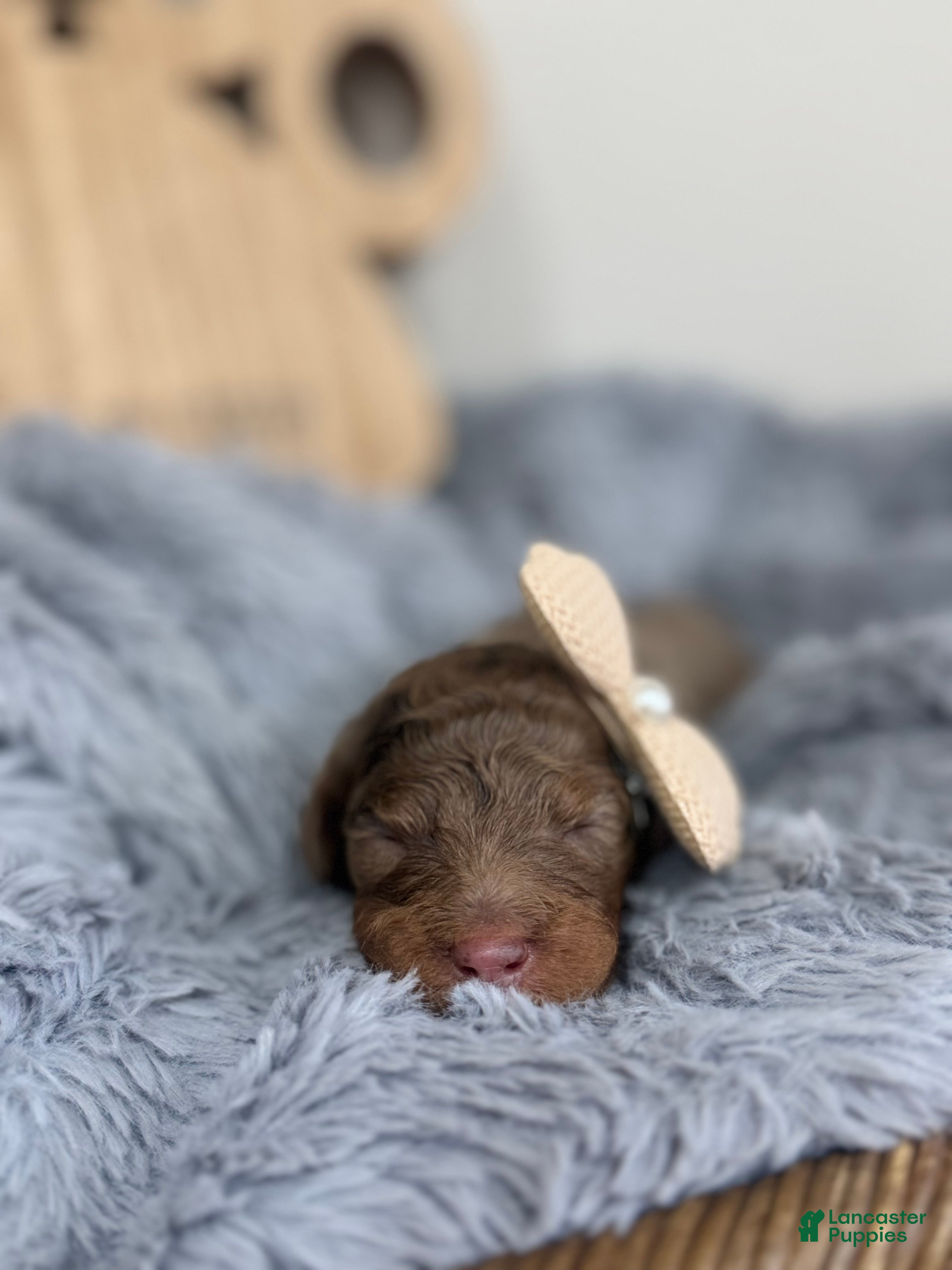 Mixed Breed dogs Sienna- Brown Collar - Ad 1