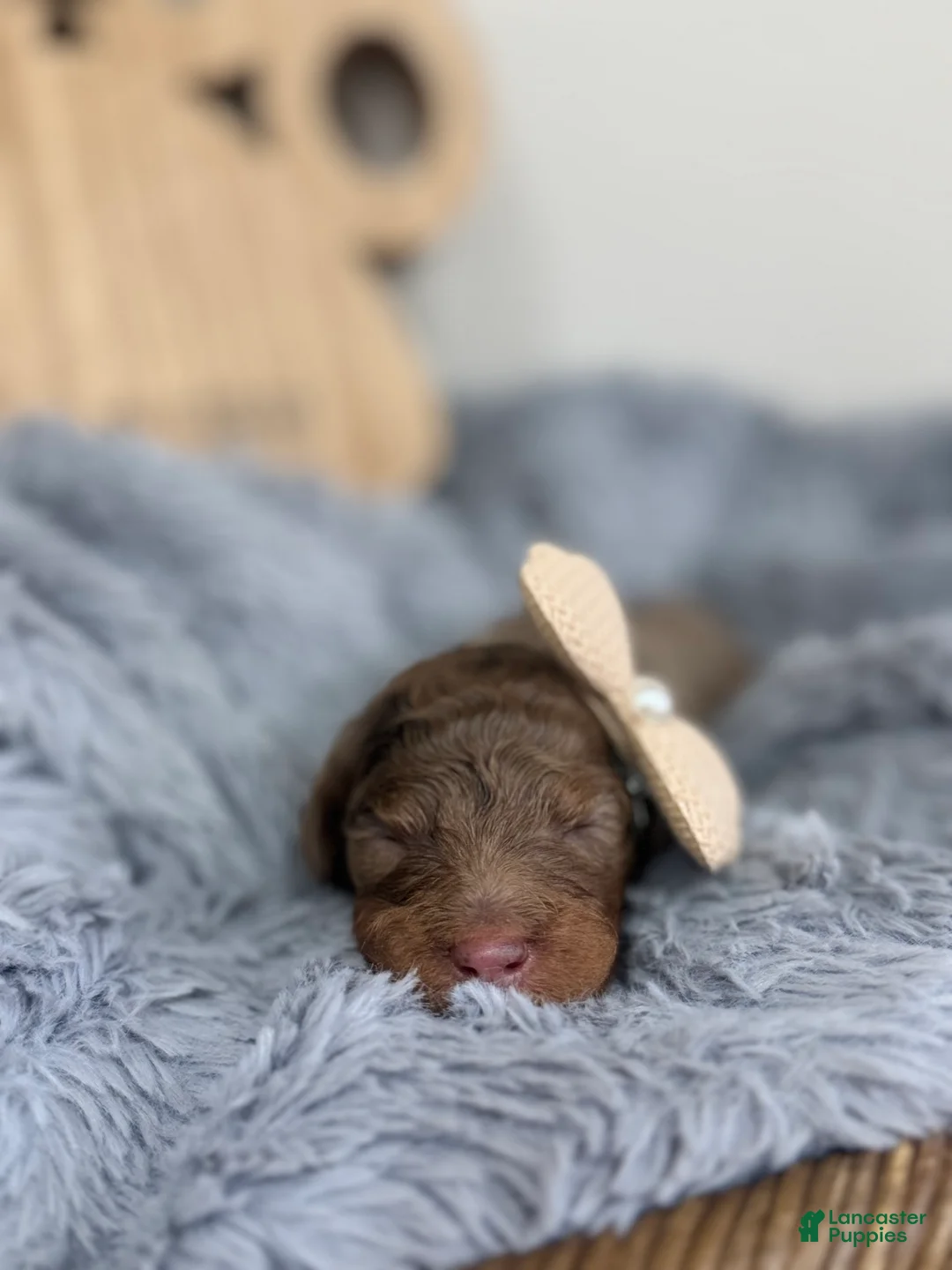 Mixed Breed dogs for sale: Sienna- Brown Collar - Ad 1