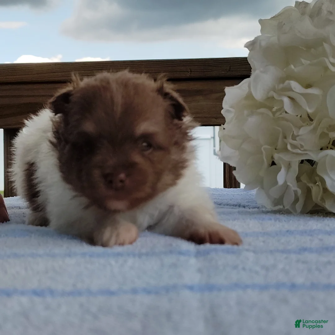 Pomeranian dogs for sale: Puddin - Ad 2