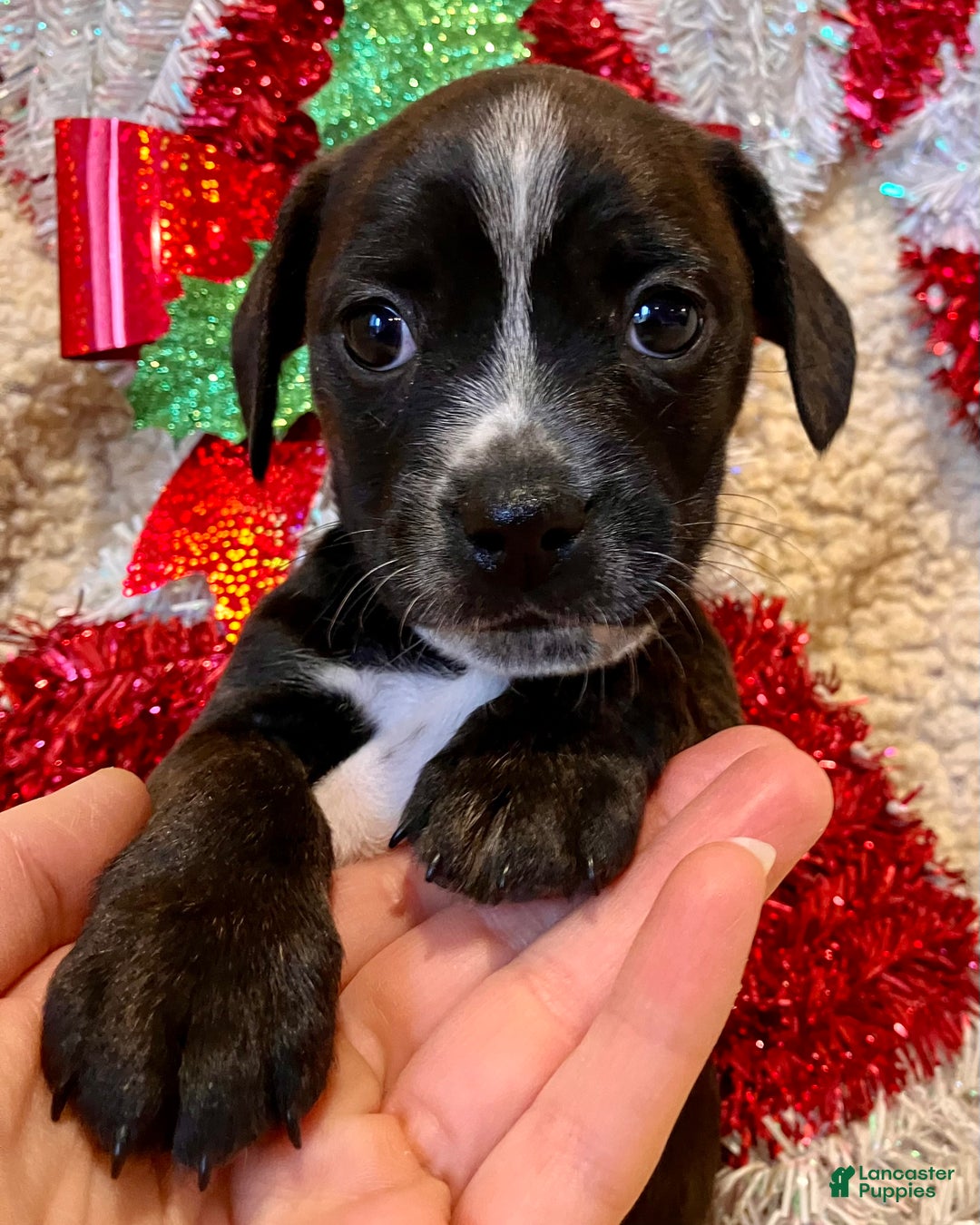 Mixed Breed dogs for sale: Racheal of Greenwood - Ad 3