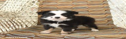 Toy Australian Shepherd dogs for sale: Cira - Ad 2