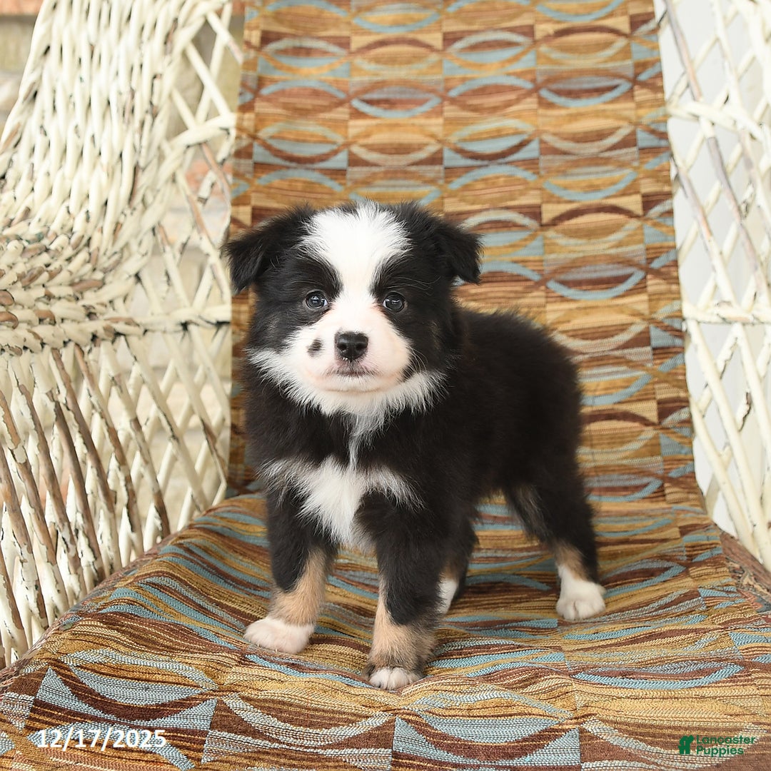 Toy Australian Shepherd dogs for sale: Cira - Ad 2