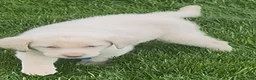 Labrador Retriever dogs for sale: Labrador Retriever Puppy 1 - Ad 13