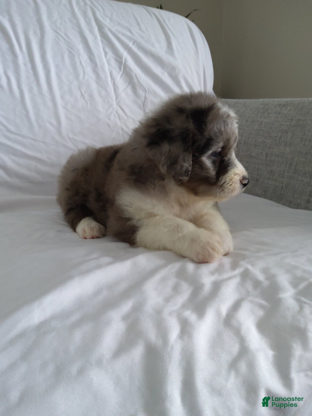 Aussiedoodle dogs for sale: Danay - Ad 3