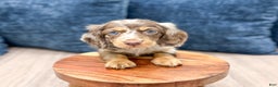 Miniature Dachshund dogs for sale: Snickers - Ad 2