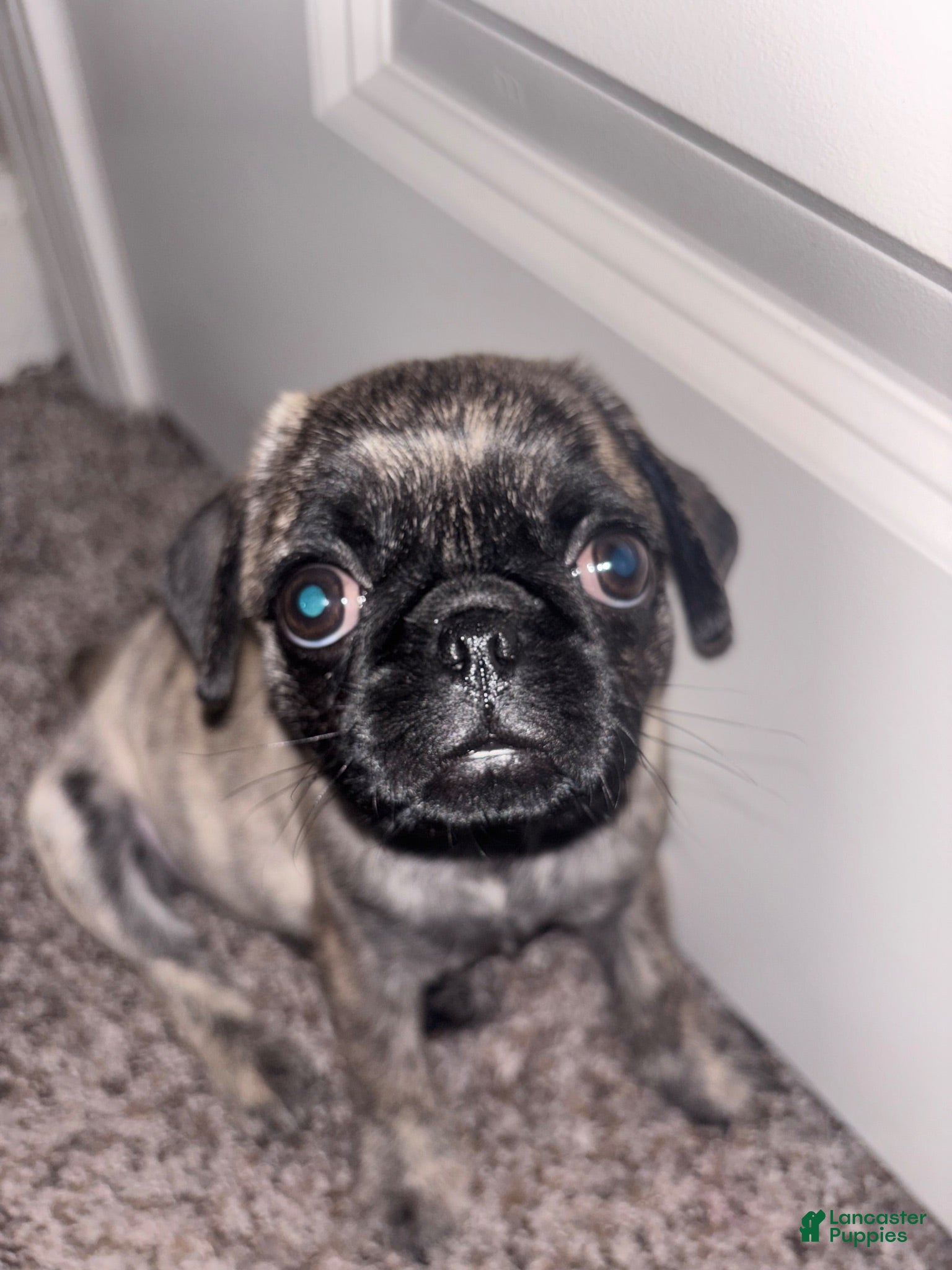 Pug dogs Brindle pug - Ad 11