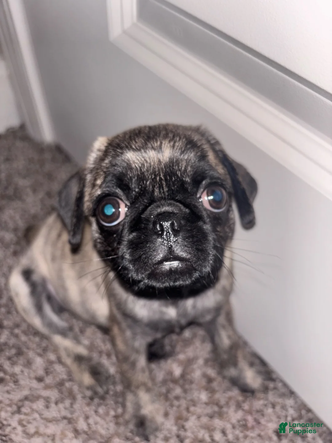 Pug dogs for sale: Brindle pug - Ad 1