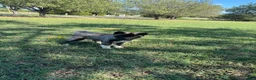 Siberian Husky dogs for sale: Rex - Ad 16