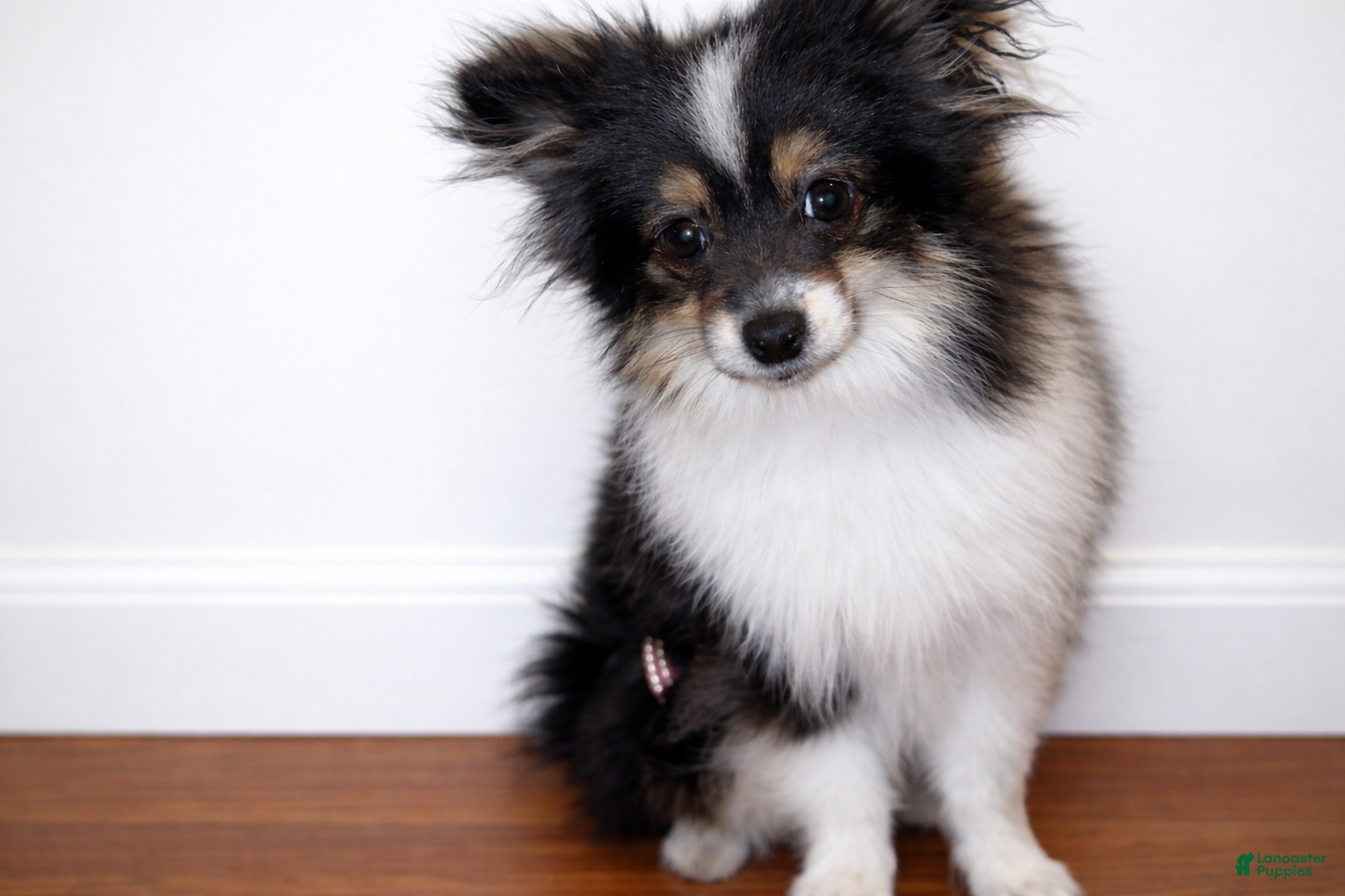 Pomeranian dogs Cookie - Ad 17