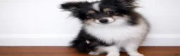 Pomeranian dogs for sale: Cookie - Ad 1
