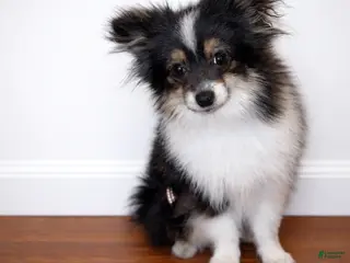 Pomeranian dogs Cookie - Ad 8