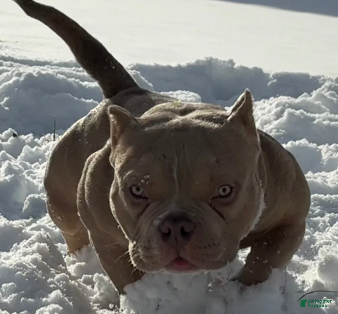 American Bully dogs for sale: Bubba - Ad 2