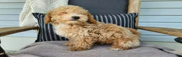 Mini Bernedoodle dogs for sale: Liam - Ad 7