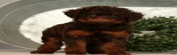 Toy Poodle dogs for sale: Sweetie - Ad 8