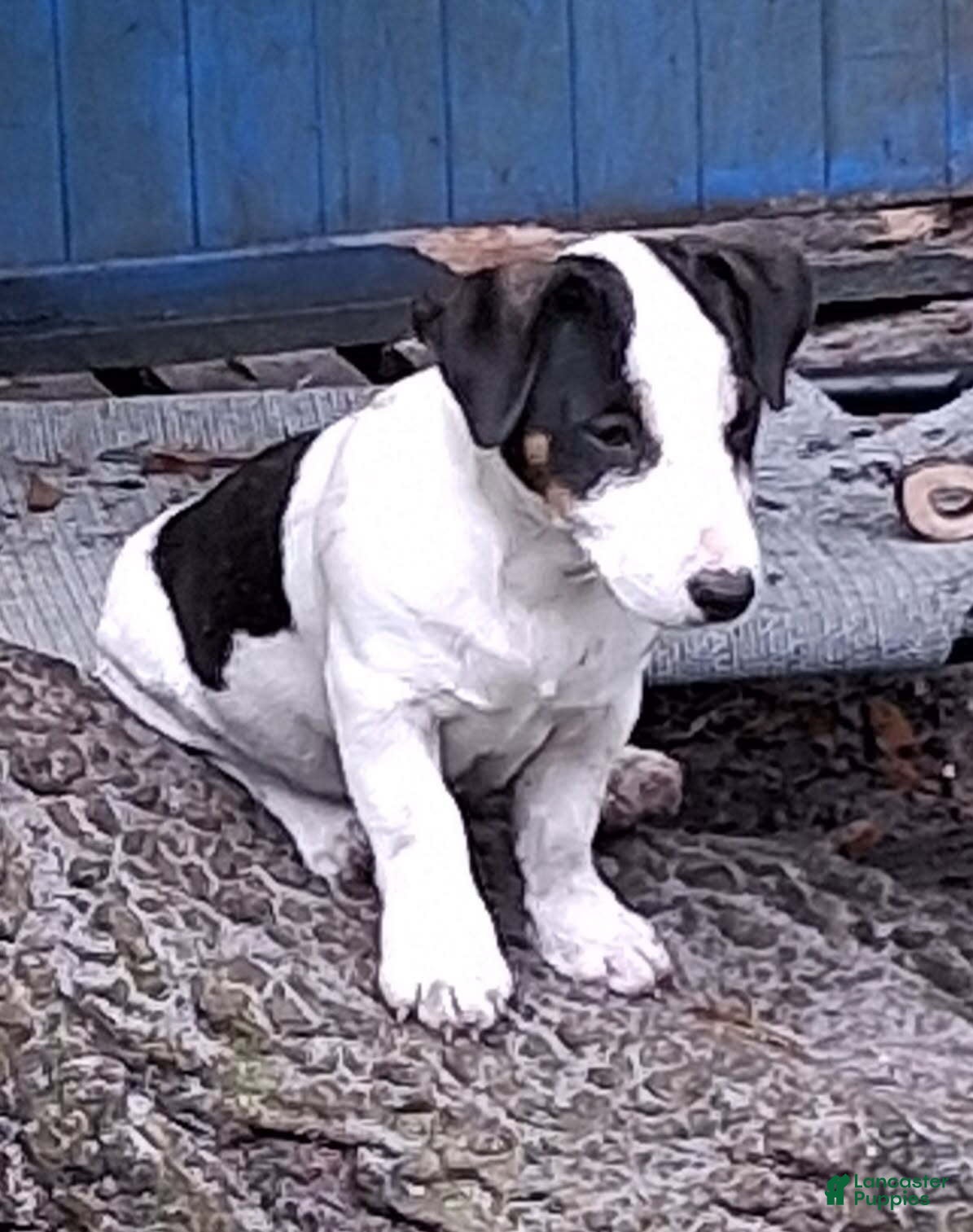 Jack Russell Terrier dogs Boy - Ad 2