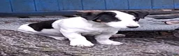 Jack Russell Terrier dogs for sale: Boy - Ad 1
