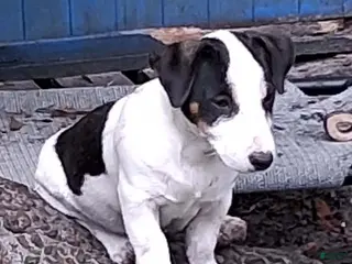Jack Russell Terrier dogs Boy - Ad 2