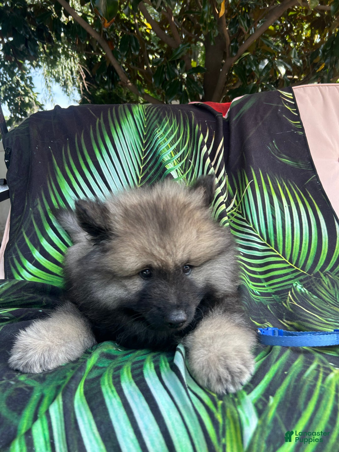 Keeshond dogs for sale: Archi - Ad 4