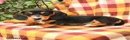 Miniature Dachshund dogs for sale: Spring - Ad 2
