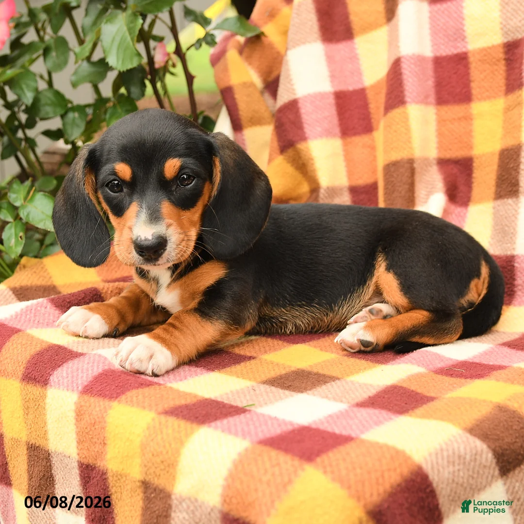 Miniature Dachshund dogs for sale: Spring - Ad 2