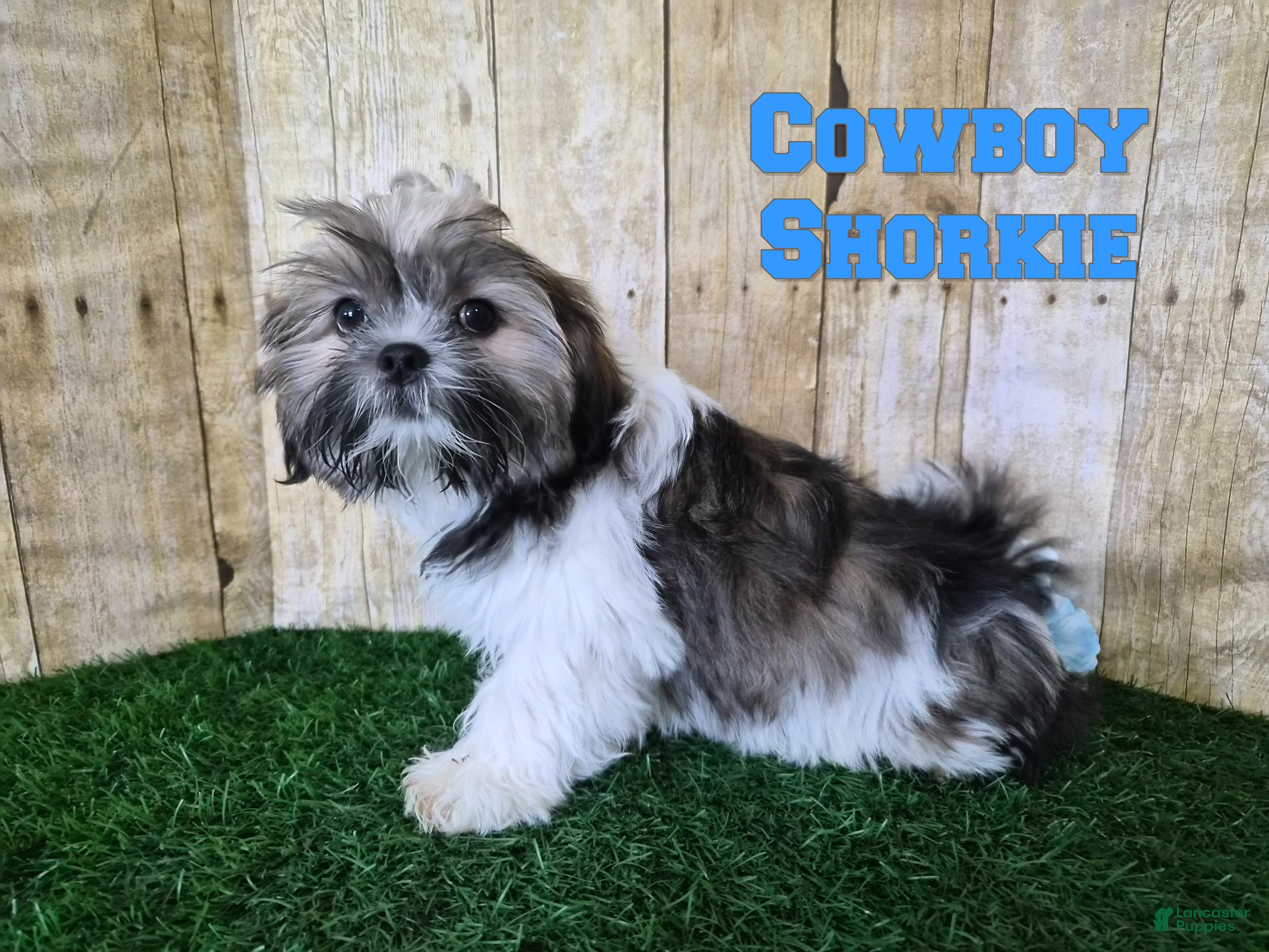 Shorkie dogs Cowboy - Ad 1