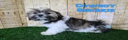 Shorkie dogs for sale: Cowboy - Ad 1