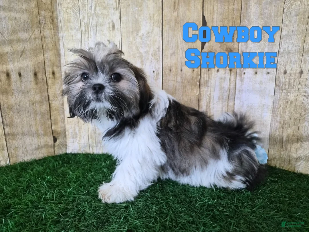 Shorkie dogs for sale: Cowboy - Ad 1