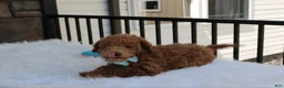 Bichpoo dogs for sale: Flynn  - Ad 3