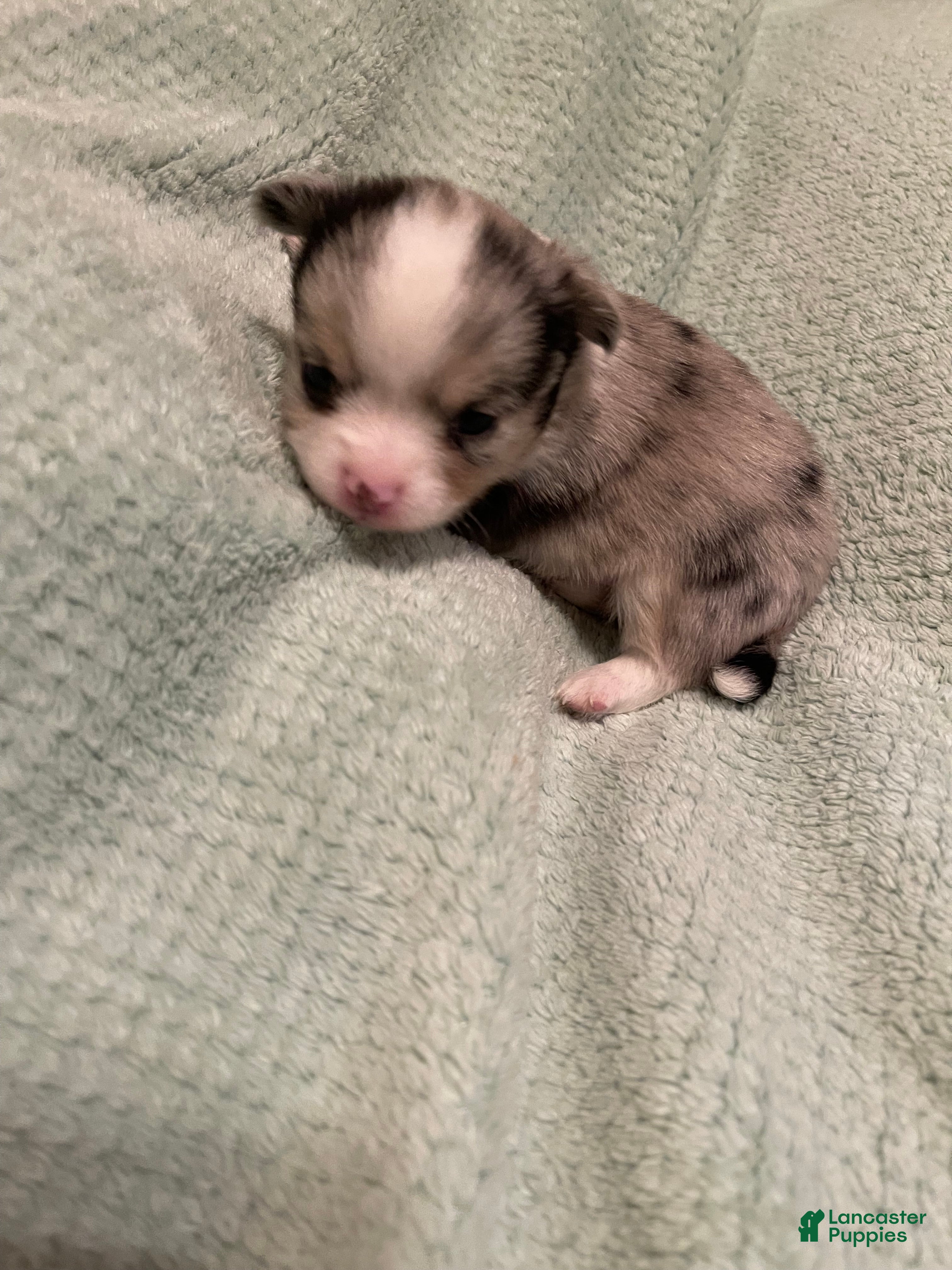 Chihuahua dogs for sale: Chihuahua 1 - Ad 4