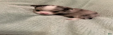 Chihuahua 1