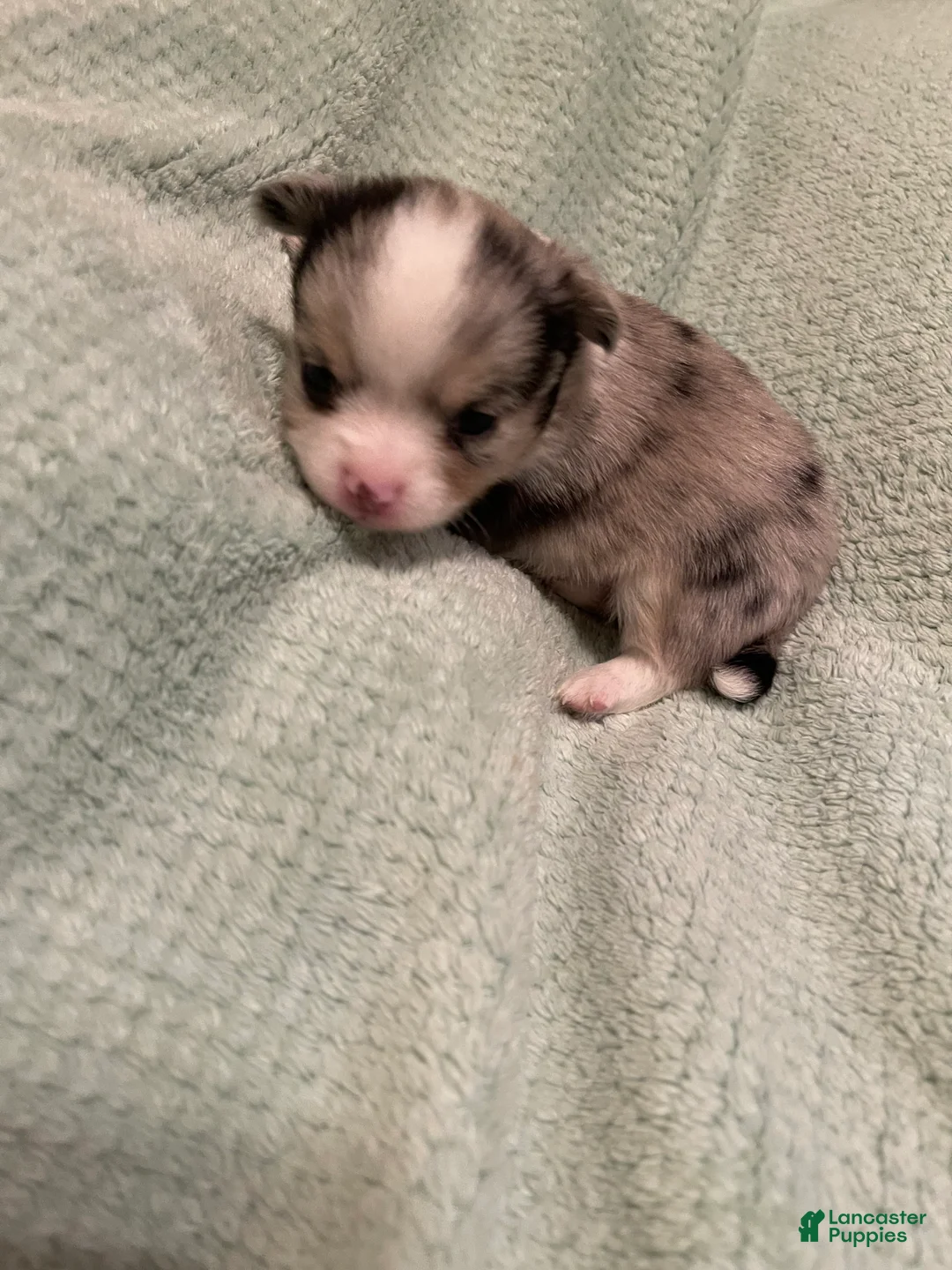 Chihuahua dogs for sale: Chihuahua 1 - Ad 1