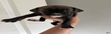 Mixed Breed Puppy 6