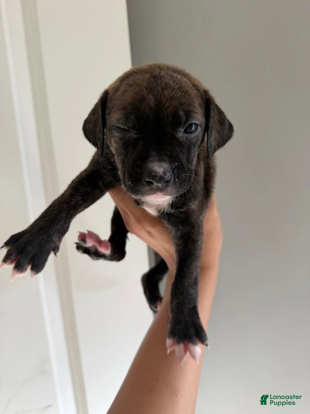 Mixed Breed dogs for sale: Mixed Breed Puppy 6 - Ad 1