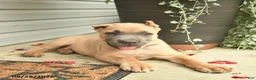Cane Corso dogs for sale: Max - Ad 4
