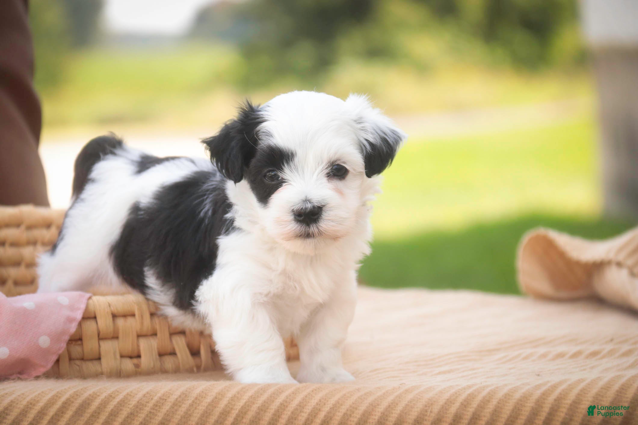 Havanese dogs Penny Havanese  - Ad 1