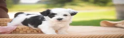 Havanese dogs for sale: Penny Havanese  - Ad 16