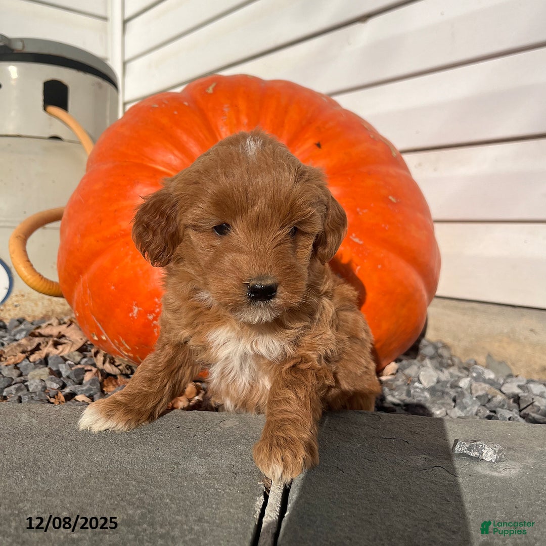 Mini Goldendoodle dogs for sale: Noel - Ad 1