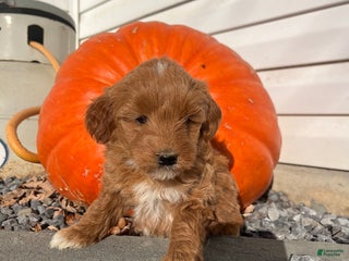 Mini Goldendoodle dogs Noel - Ad 24