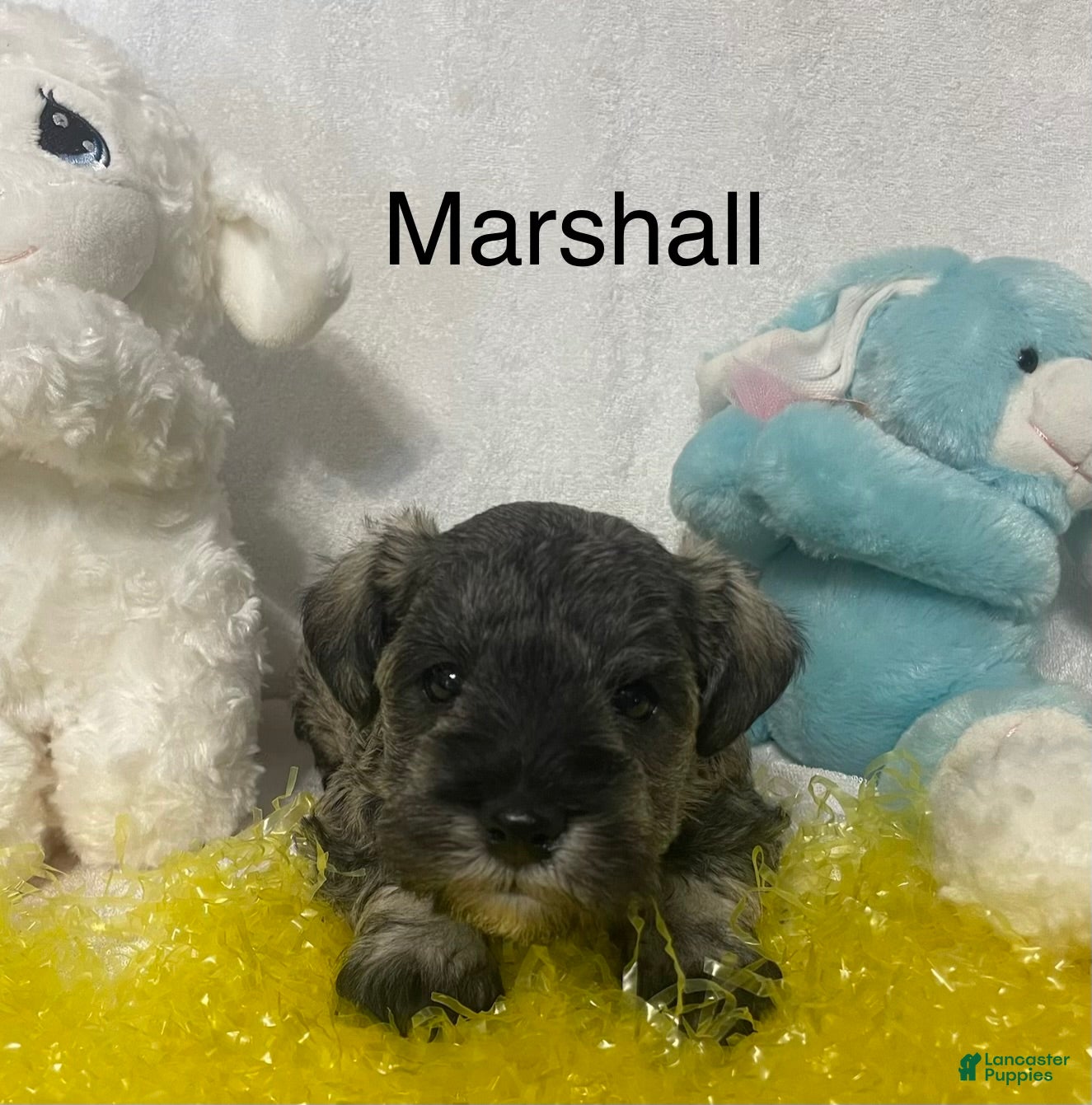 Miniature Schnauzer dogs Miniature Schnauzer Puppy 4 Marshall - Ad 2
