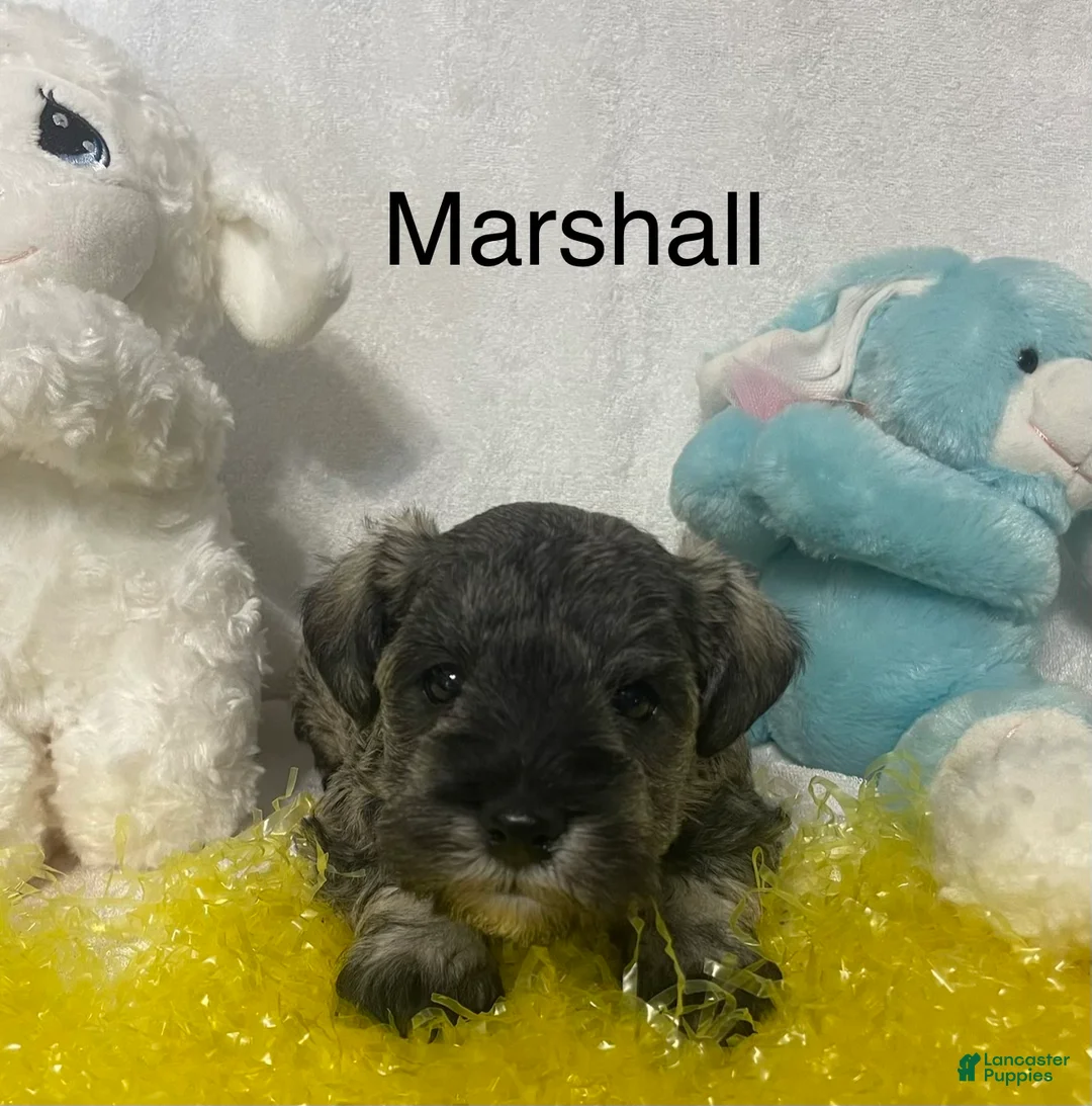 Miniature Schnauzer dogs for sale: Miniature Schnauzer Puppy 4 Marshall - Ad 2