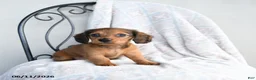 Miniature Dachshund dogs for sale: Zara - Ad 2