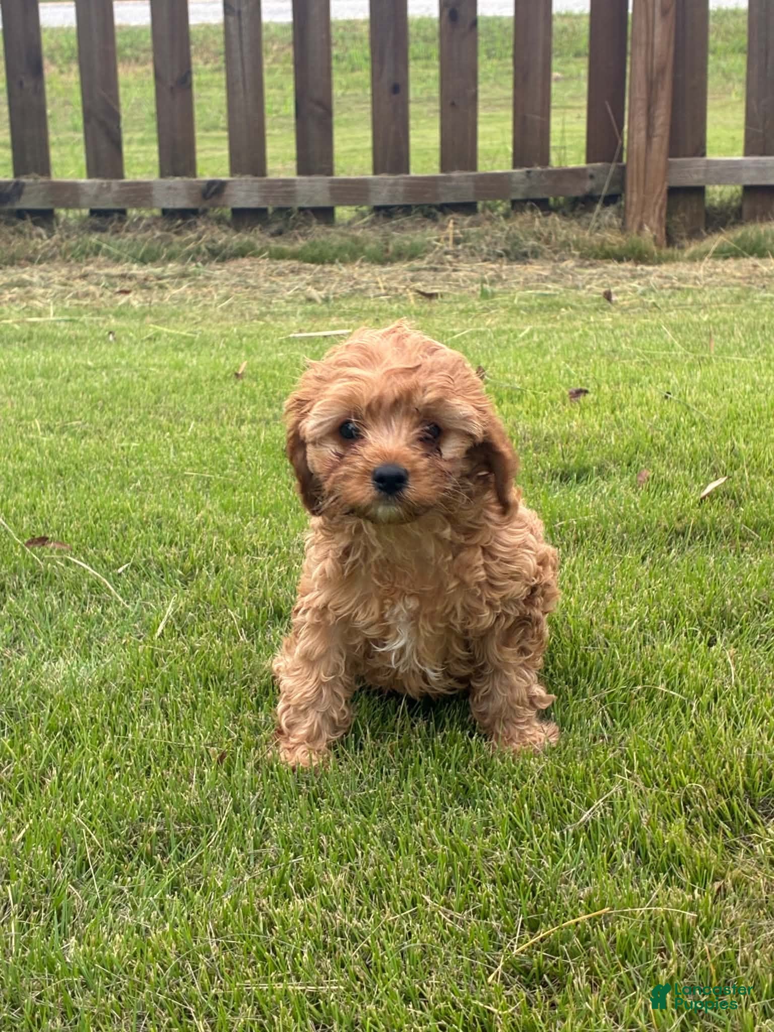 Cavapoo dogs for sale: Cavapoo 1 Light Red Male - Ad 4