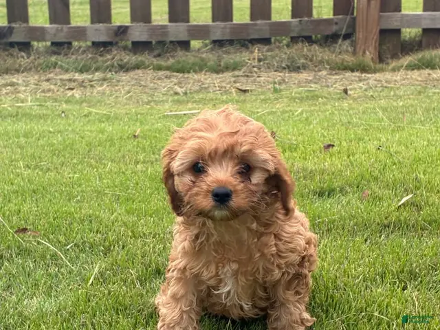 Cavapoo dogs for sale: Cavapoo 1 Light Red Male - Ad 1